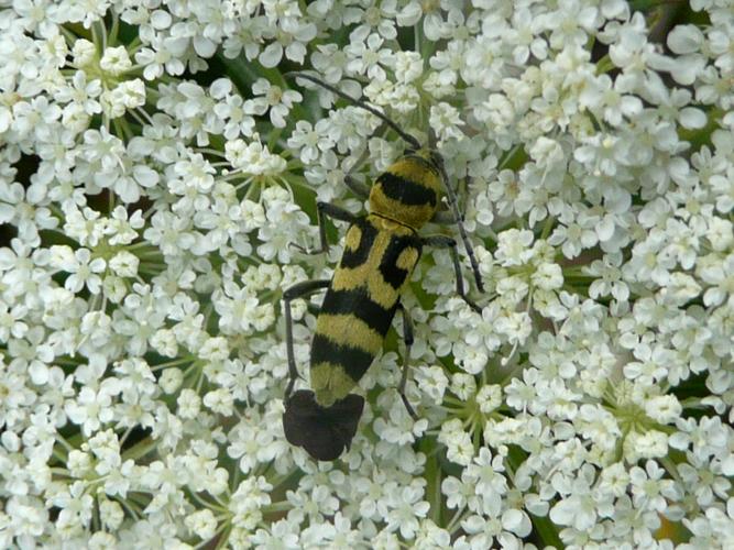 Chlorophorus varius © MAILLIER Sébastien