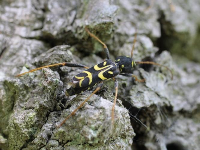 Clytus tropicus © TOP Damien