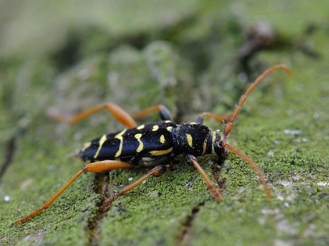 Plagionotus arcuatus © HERCENT Jean-Luc (PNR OPF)