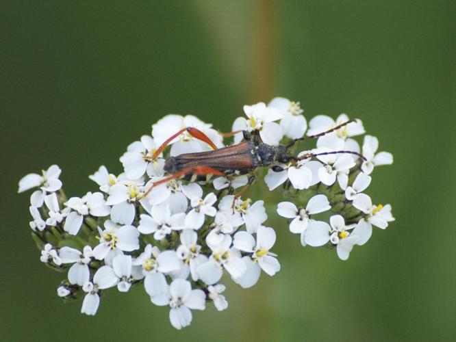 Stenopterus rufus © BRONI Adrien