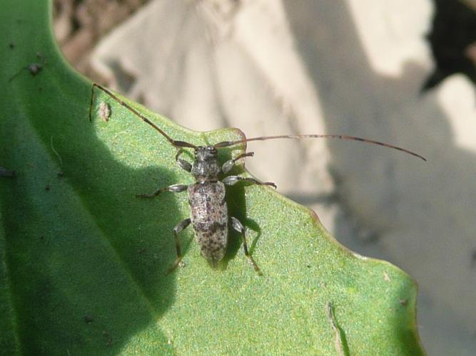 Leiopus nebulosus © MAILLIER Sébastien