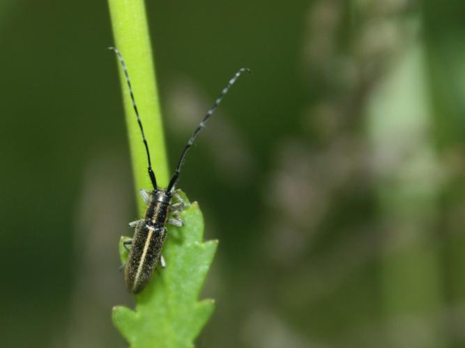 Agapanthia cardui © HERMANT Thomas