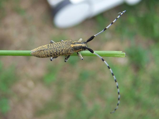 Agapanthia villosoviridescens © LEROY Sébastien