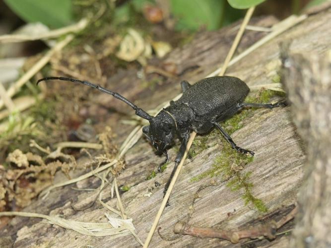Morimus asper © TOP Damien