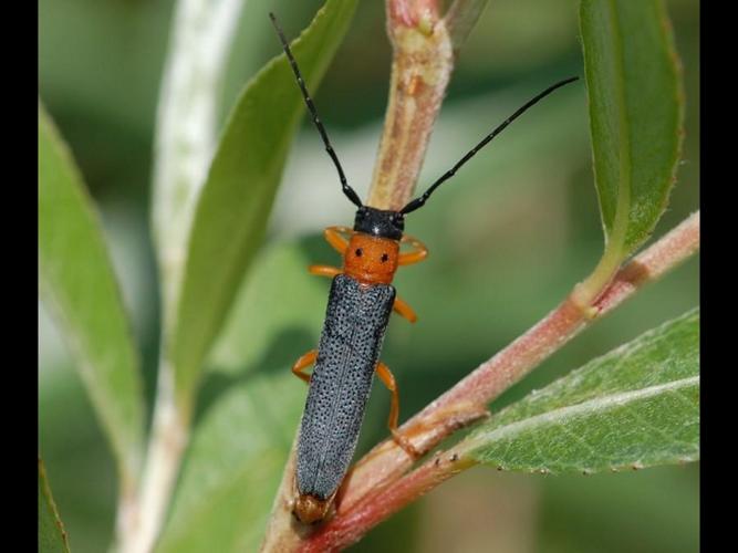 Oberea oculata © VANSTEENE Nicolas