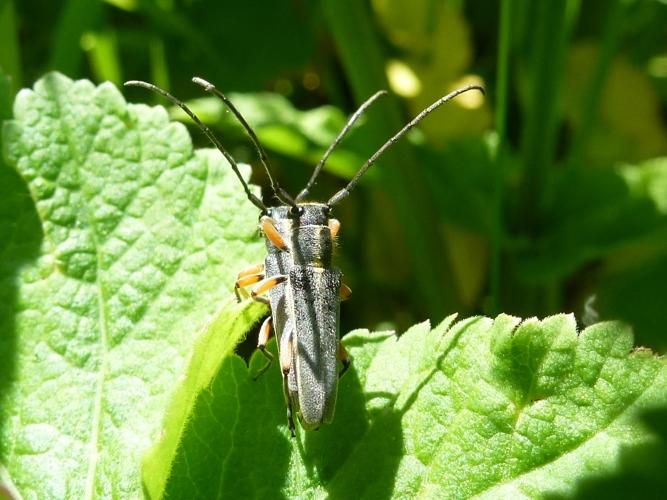 Phytoecia icterica © MAILLIER Sébastien