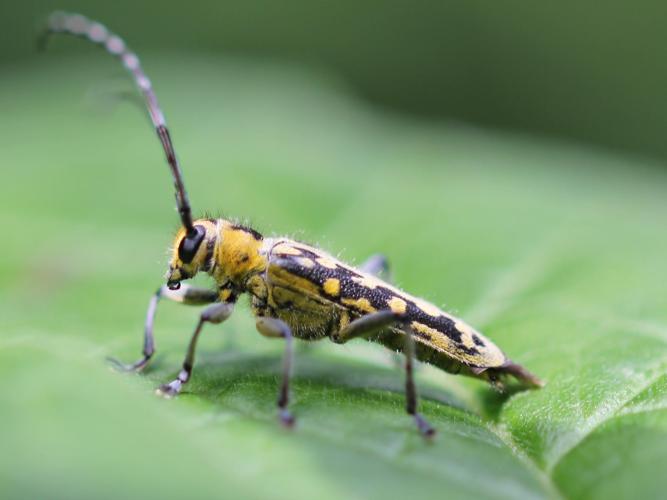 Saperda scalaris © COLINDRE Laurent