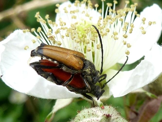 Anastrangalia sanguinolenta © MAILLIER Sébastien