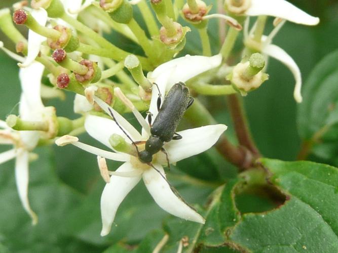 Grammoptera ruficornis © MAILLIER Sébastien