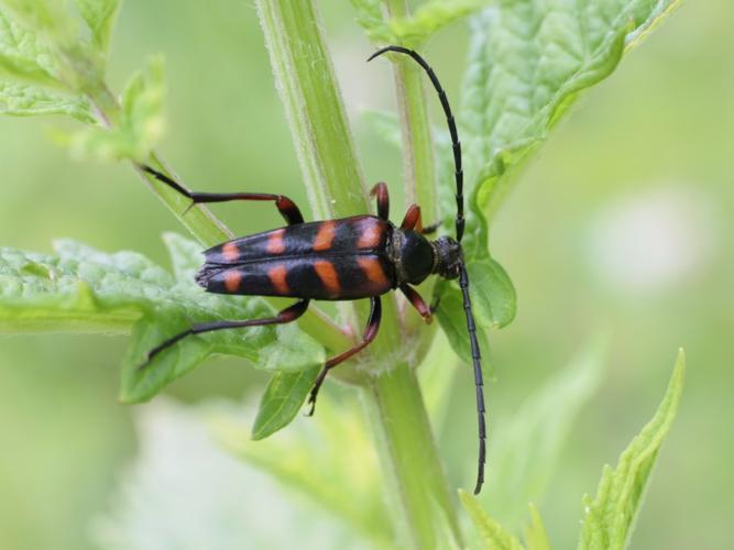 Leptura aurulenta © TOP Damien