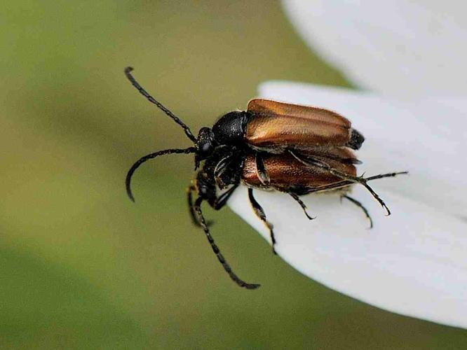 Pseudovadonia livida © MATHOT William