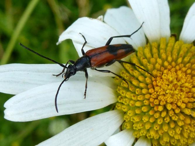 Stenurella bifasciata © MAILLIER Sébastien