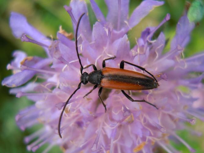 Stenurella melanura © HERMANT Thomas