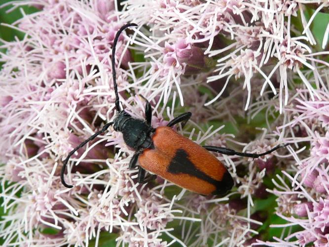 Stictoleptura cordigera © MAILLIER Sébastien