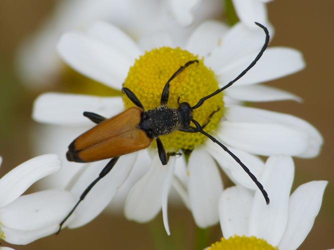 Paracorymbia fulva © BARBIER Simon