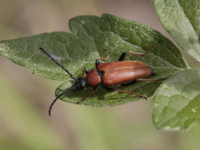 Stictoleptura rubra © TOP Damien