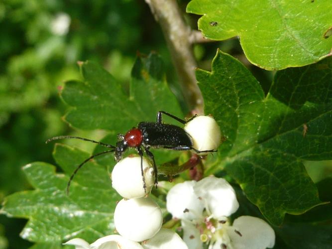 Dinoptera collaris © MAILLIER Sébastien