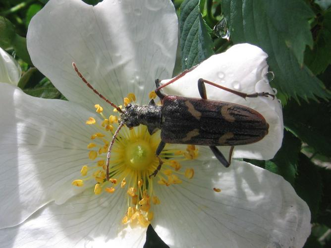 Rhagium bifasciatum © LETHEVE Xavier