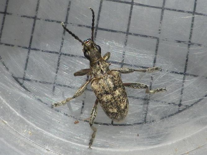 Rhagium inquisitor © HALLART Guénael