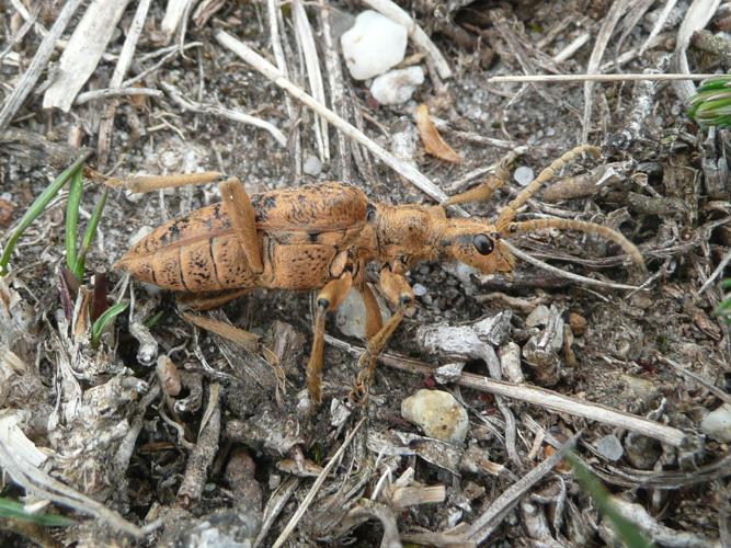 Rhagium sycophanta © MAILLIER Sébastien