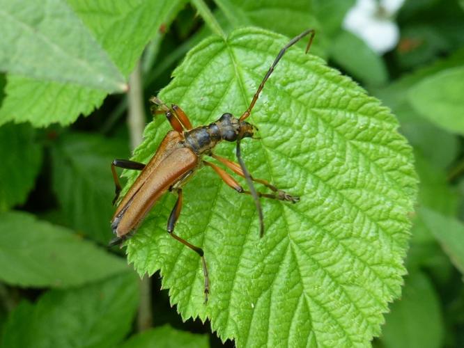 Stenocorus meridianus © MAILLIER Sébastien