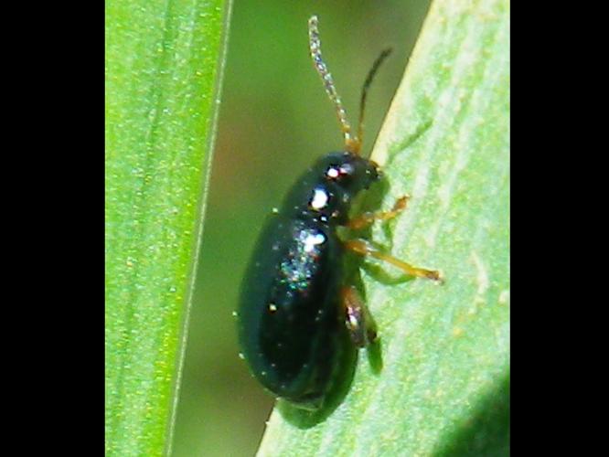 Aphthona nonstriata © HALLART Guénael