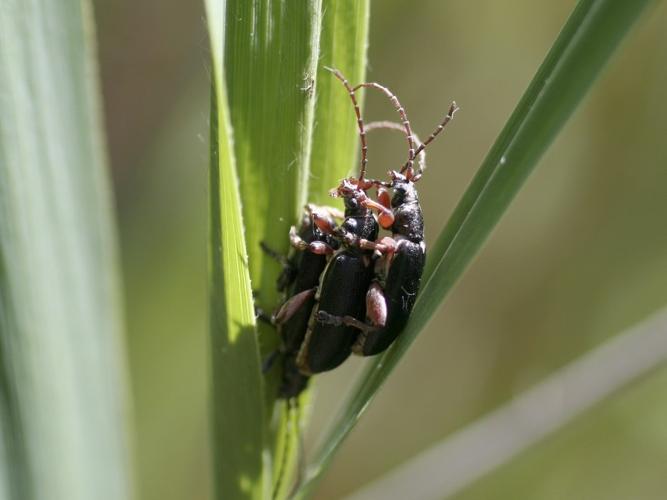 Plateumaris affinis © TOP Damien