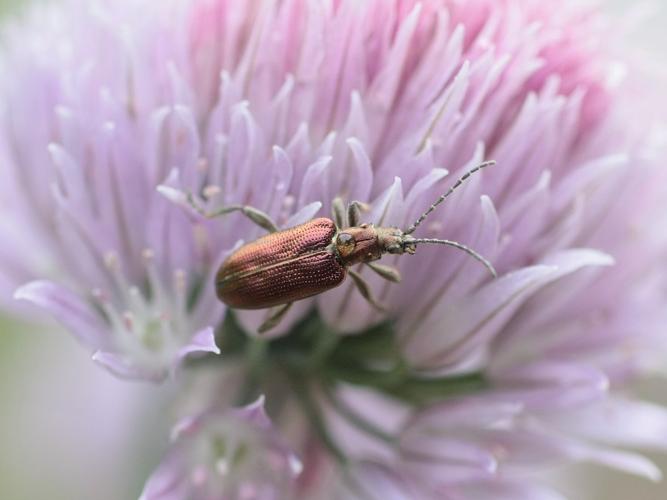 Plateumaris sericea © TOP Damien