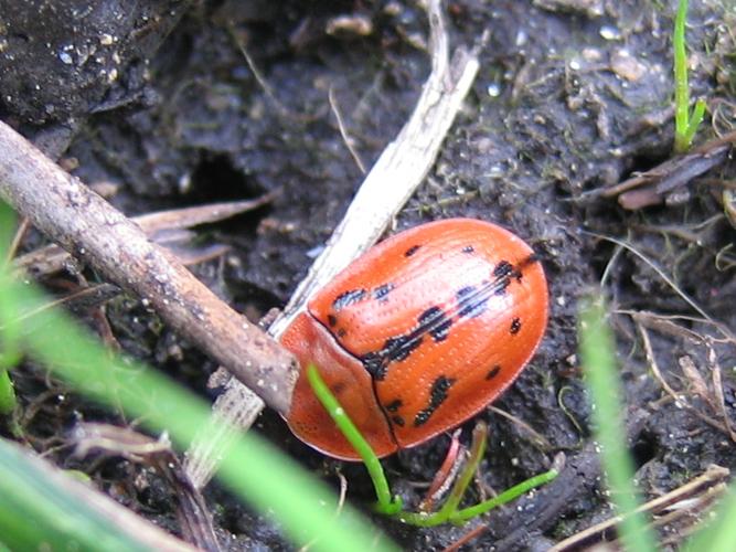 Cassida murraea © MAILLIER Sébastien