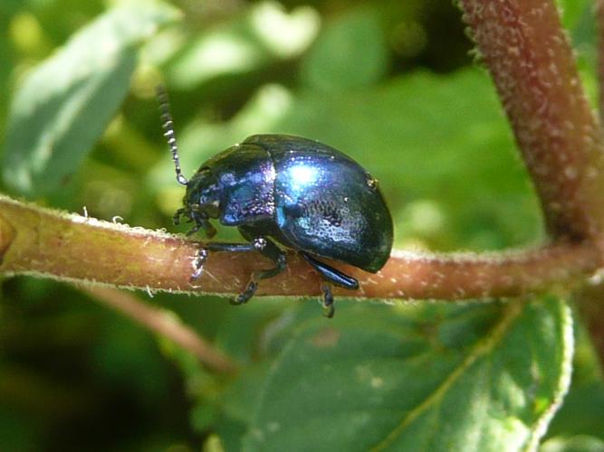 Chrysolina coerulans © MAILLIER Sébastien