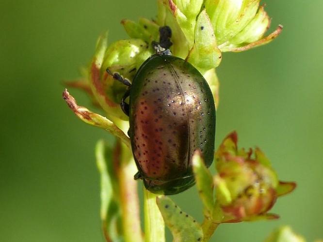 Chrysolina hyperici © BARBIER Simon