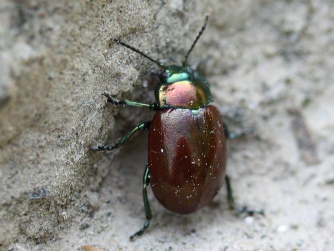 Chrysolina polita © LETHEVE Xavier