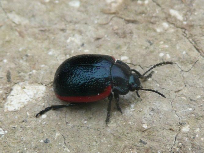 Chrysolina sanguinolenta © MAILLIER Sébastien