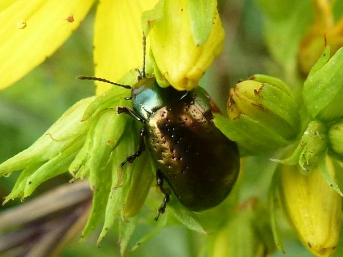 Chrysolina varians © MAILLIER Sébastien