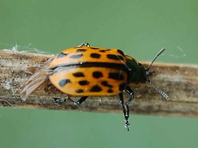 Chrysomela vigintipunctata © VANSTEENE Nicolas