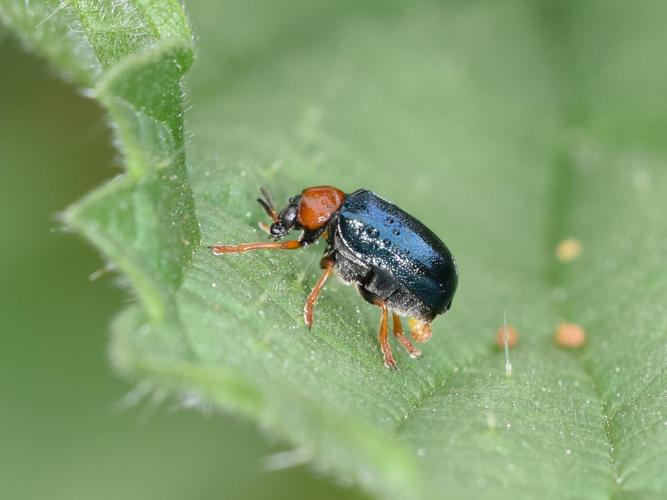 Gastrophysa polygoni © NOEL Jean-Adrien