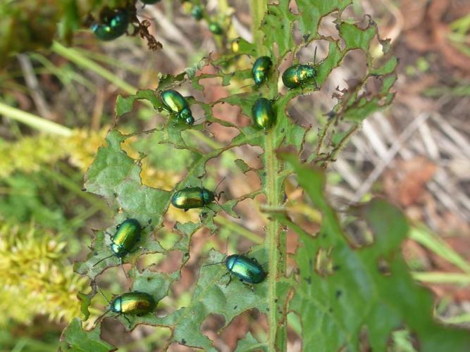 Gastrophysa viridula © MAILLIER Sébastien