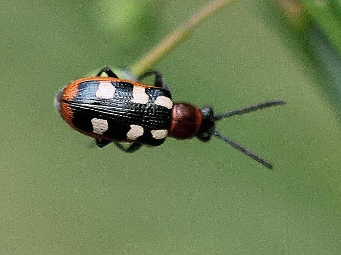 Crioceris asparagi © COLINDRE Laurent