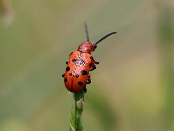 Crioceris duodecimpunctata © COLINDRE Laurent