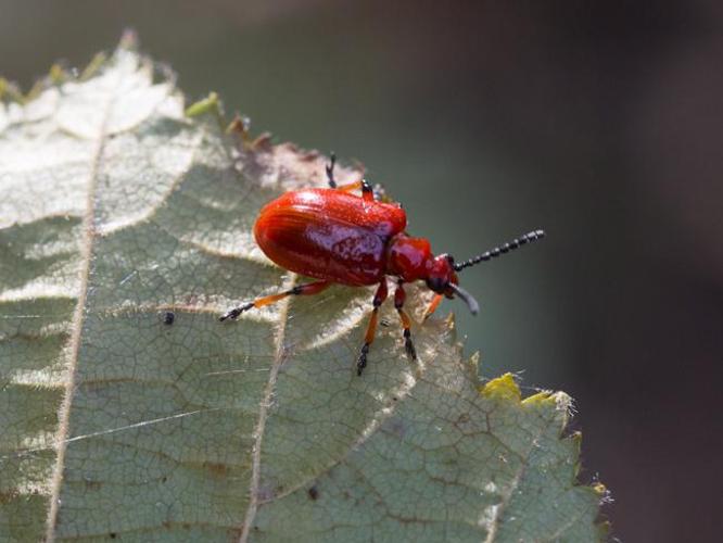 Lilioceris merdigera © TONDELLIER Bruno