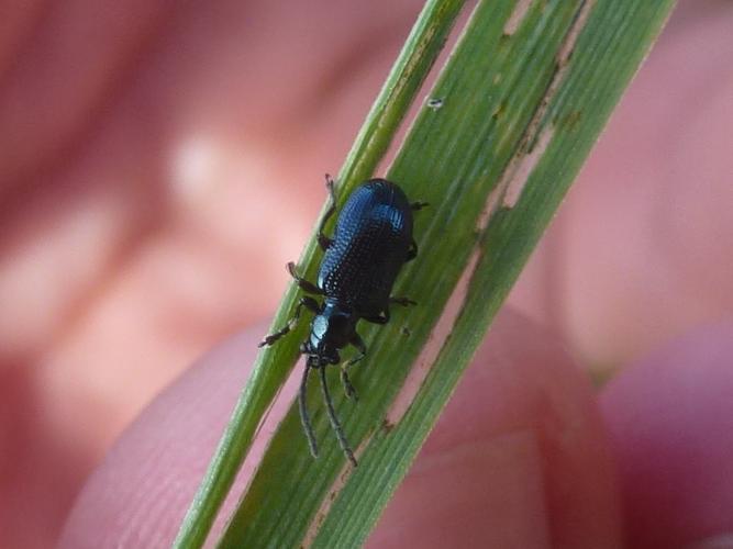 Oulema gallaeciana © MAILLIER Sébastien