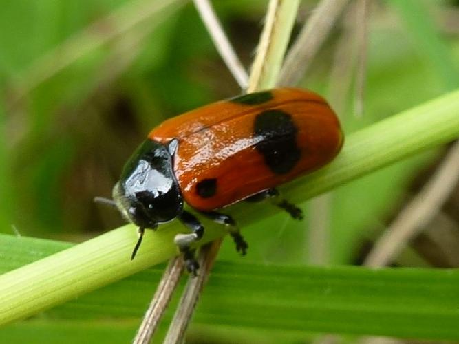 Clytra laeviuscula © MAILLIER Sébastien