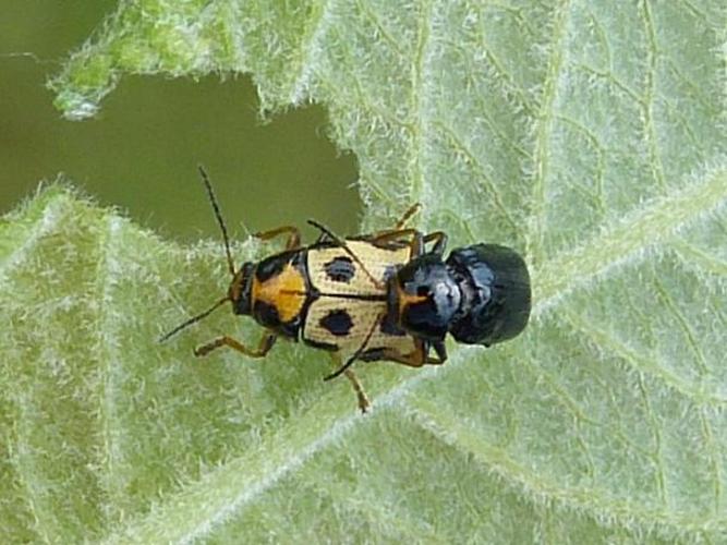 Cryptocephalus decemmaculatus © BARBIER Simon