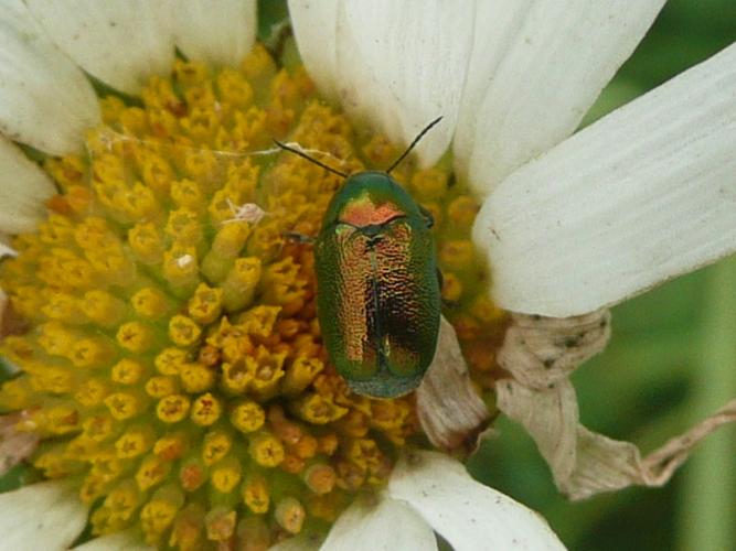 Cryptocephalus sericeus © MAILLIER Sébastien