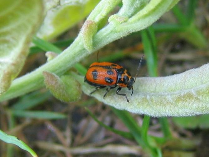 Cryptocephalus sexpunctatus © MAILLIER Sébastien