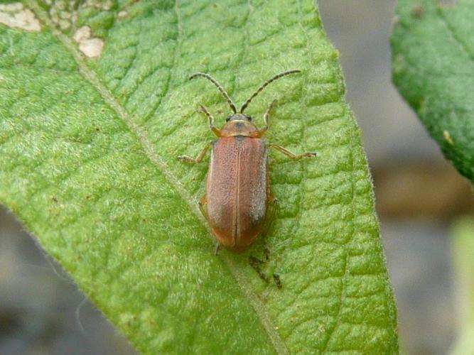 Galerucella lineola © MAILLIER Sébastien