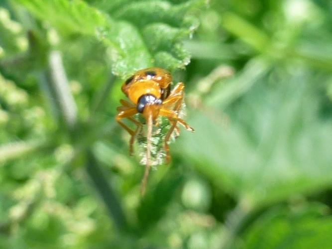 Phyllobrotica quadrimaculata © MAILLIER Sébastien