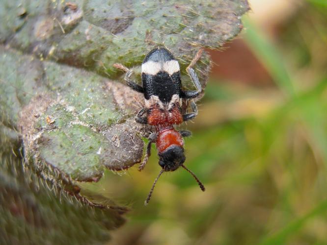 Thanasimus formicarius © HERMANT Thomas