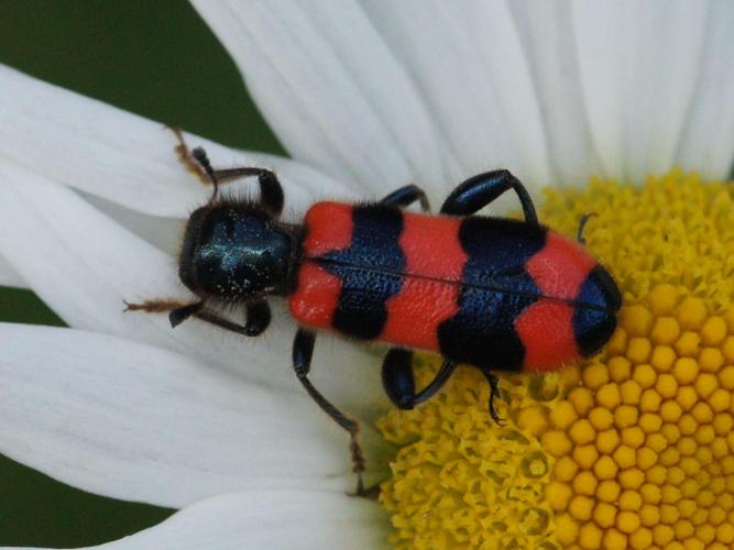 Trichodes apiarius © BRIGNON Jean-Marie