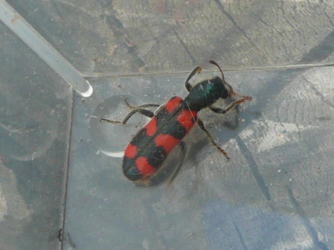 Trichodes leucopsideus © MAILLIER Sébastien